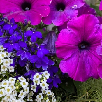 Garden Volunteers Needed